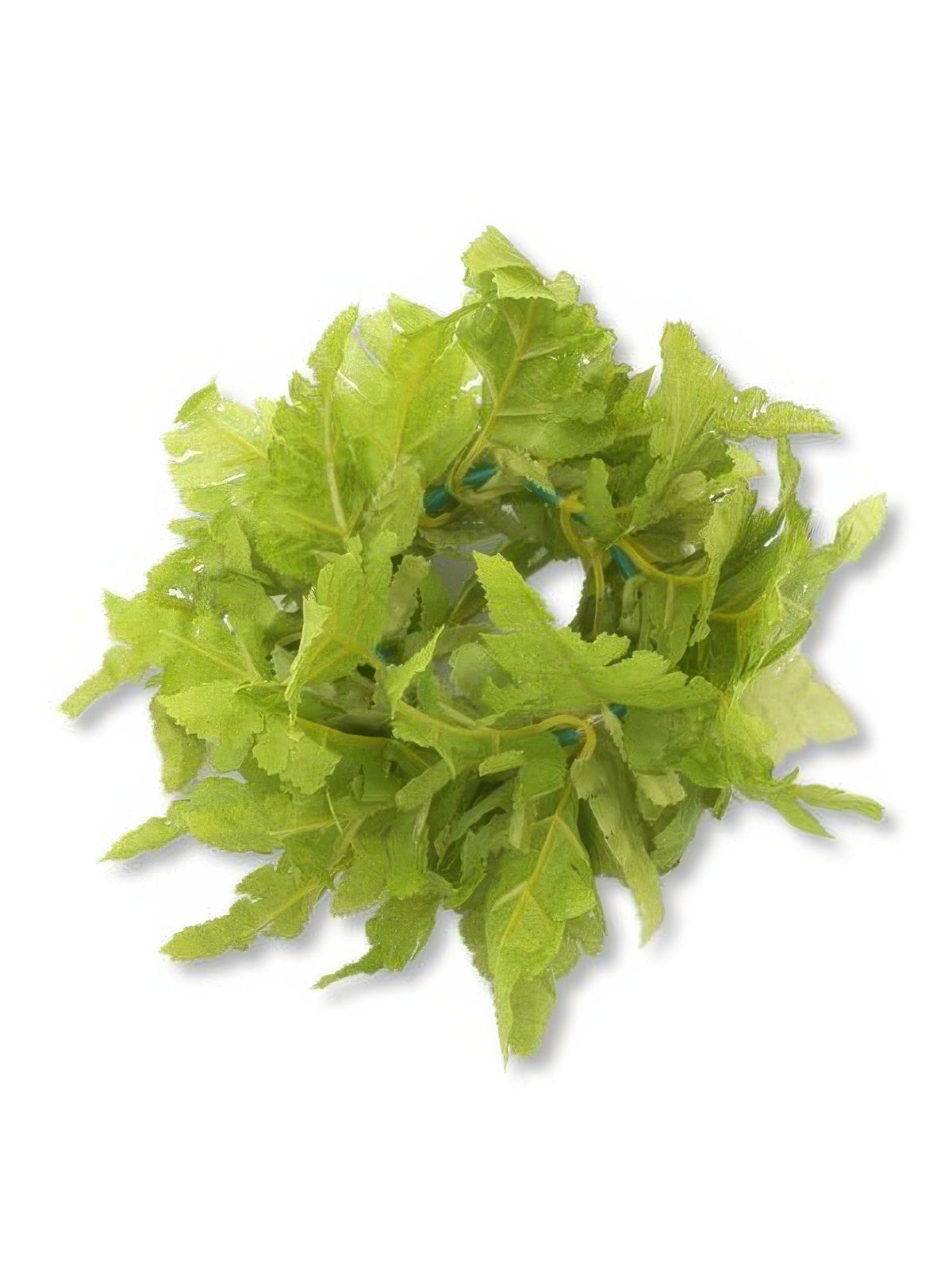 Ka Makani - New Fern Hula Bracelet