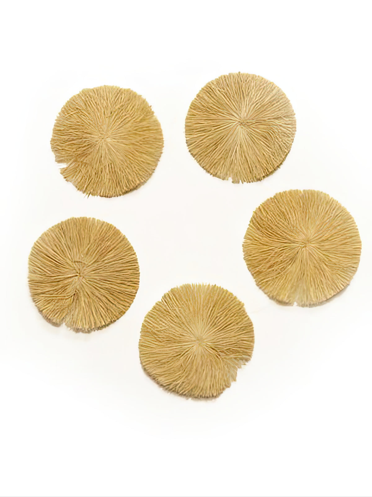 Ka Makani - Natural Raffia Ribbon 10Piece set 3"