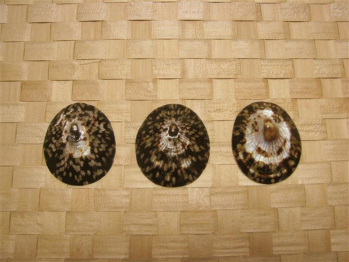 Ka Makani - Opihi Tahitian Shell Ornament 3-Piece set