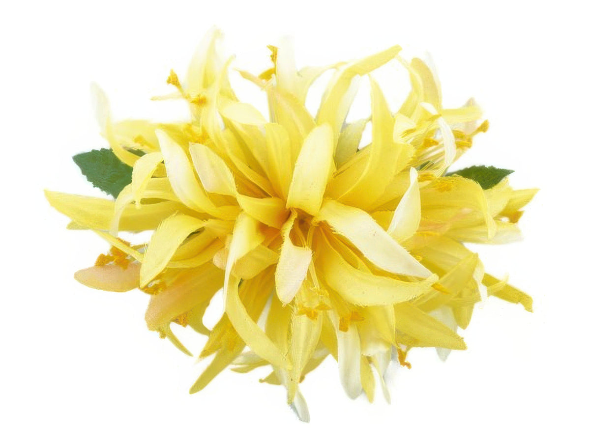 Ka Makani - Lemon Yellow Large Spider Lily Hair Clip 6"