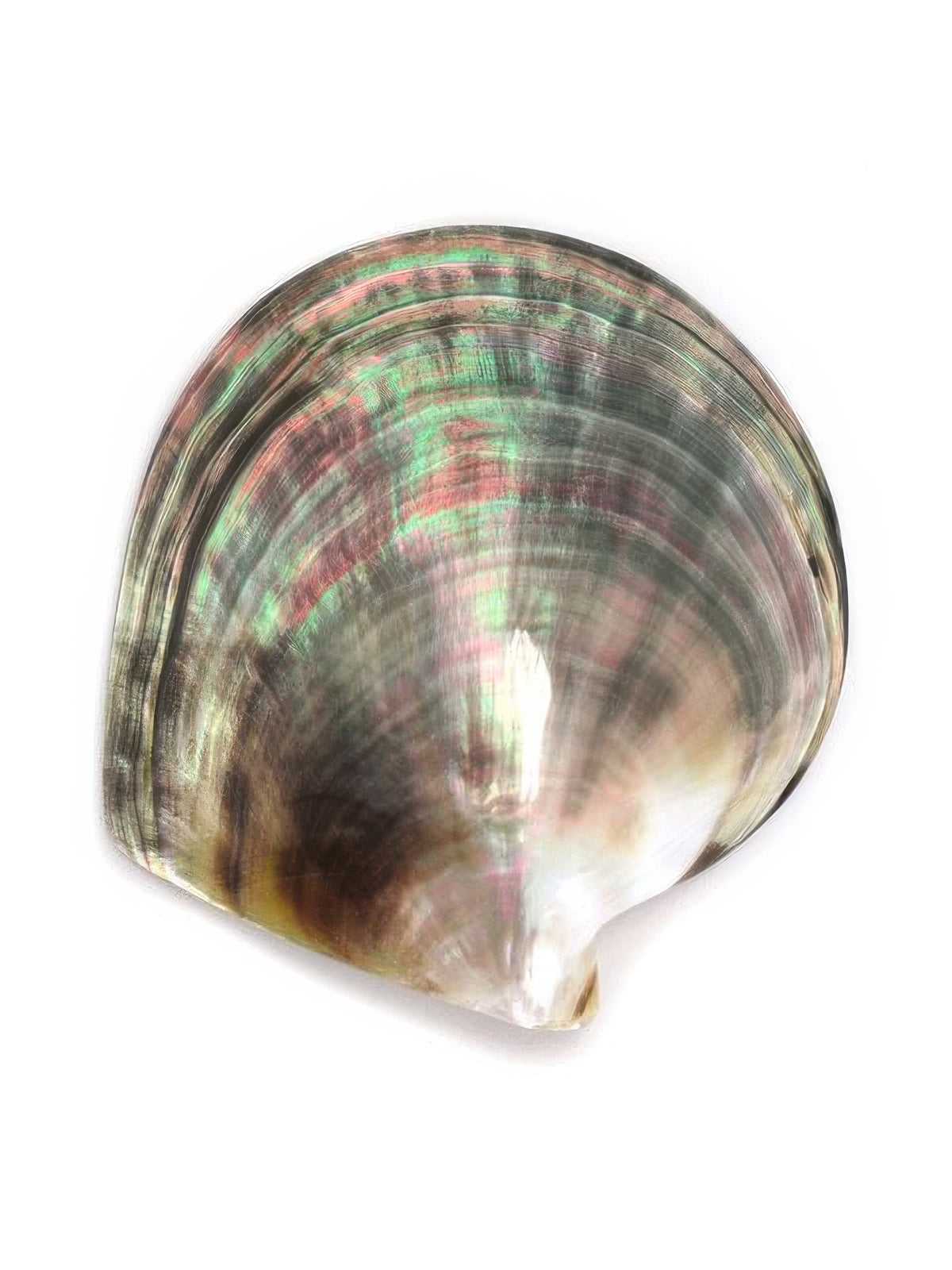 Ka Makani - Natural Black Deluxe Big Size Tahitian Shell Ornament